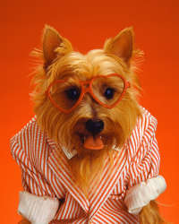 Dog Wearing Glasses and a Shirt